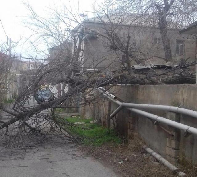 Güclü külək Gürcüstanda ciddi fəsadlar törədib