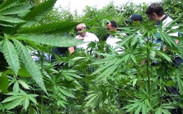 Zaqatala Dövlət Qoruğunda 42 kq narkotik bitki aşkarlandı
