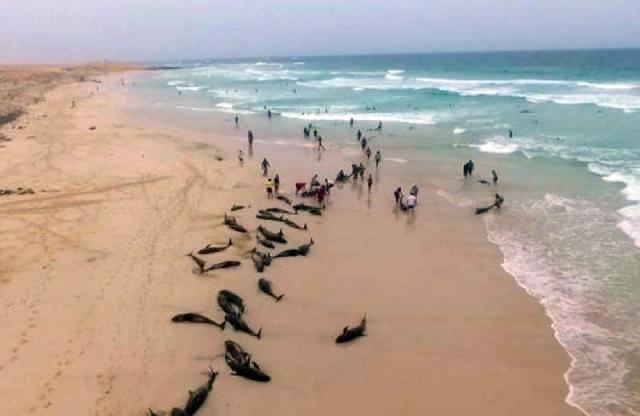 Yüzlərlə delfin özünü Qərbi Afrika sahillərinə atıb