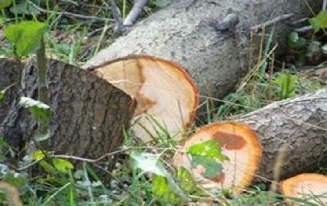 Nizami rayonunda ağac kəsən şirkət 50 min manat cəzalandırıldı