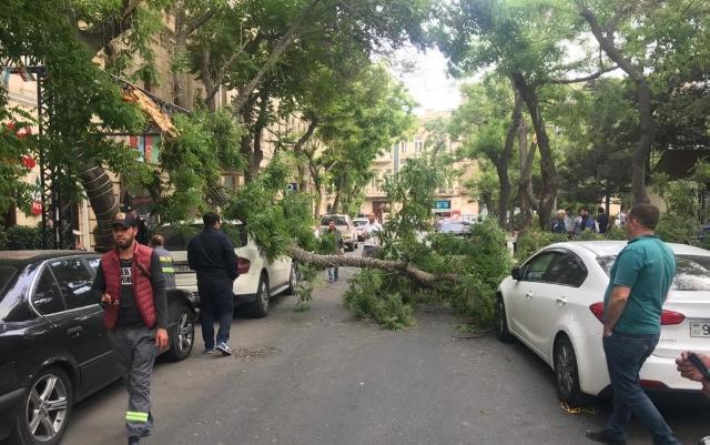 Paytaxtda külək ağacı avtomobillərin üzərinə aşırdı