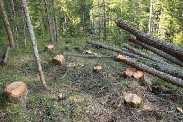 Oğuz meşələrində 326 ağacın kəsilməsi ilə bağlı cinayət işi başlanıb
