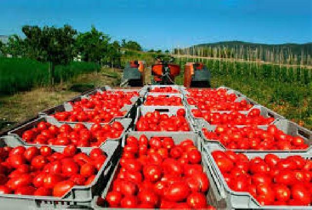 Rusiya Azərbaycandan idxal edilən 50 tondan çox pomidoru geri qaytardı
