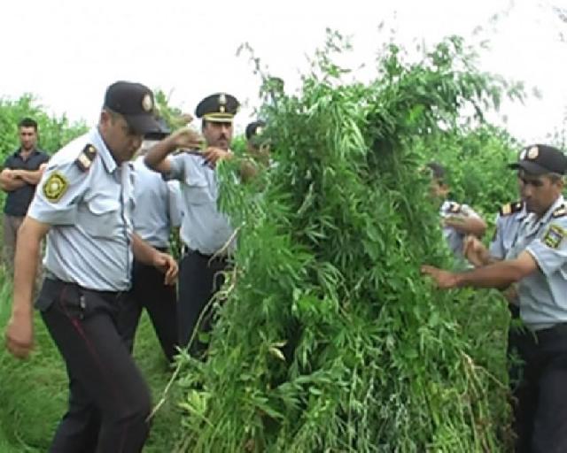 Ağdaşda 2,3 ton narkotik tərkibli bitki məhv edilib