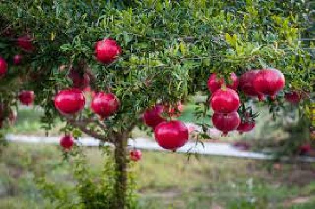 Azərbaycan narının ixrac marşrutu - ABŞ, Kanada...