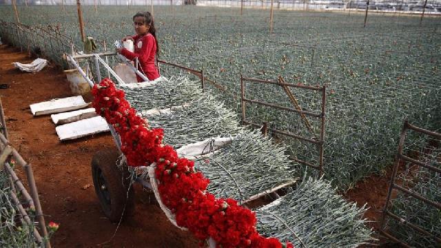 Azərbaycan Türkiyədən ən iri gül idxalatçıları sırasındadır