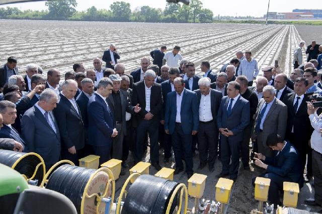 Ucarda pambıq Çin texnologiyası ilə becəriləcək