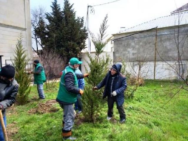 Kəsilmiş ağacların əvəzinə yeni ağaclar əkilib