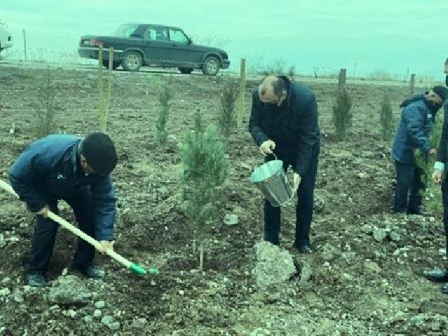 Ölkə üzrə genişmiqyaslı yaz ağac əkini davam edir