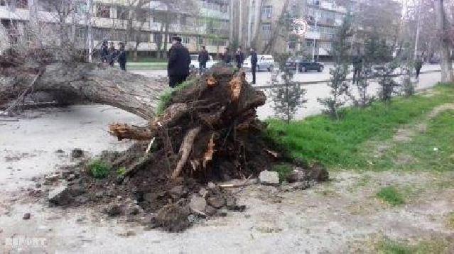 Güclü külək və yağıntılı hava şəraiti qərb bölgəsində fəsadlar törədib