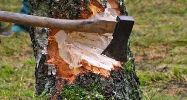 Baş Prokurorluq: ağacların qanunsuz kəsilməsi faktları ilə bağlı cinayət işi başlanıb