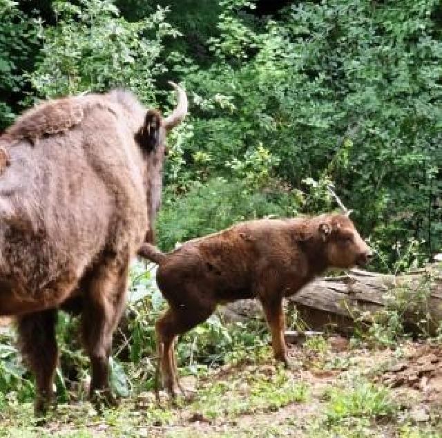 Şahdağ Milli Parkında üç zubr balası dünyaya gəlib