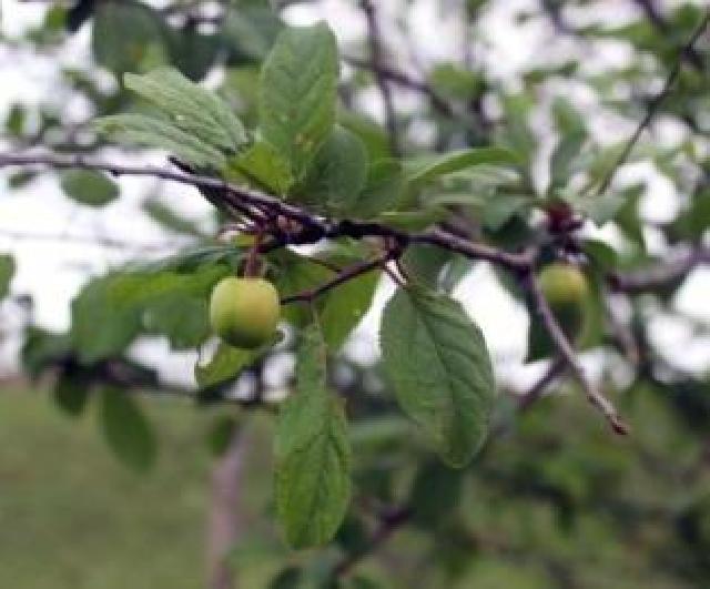 Cəlilabadda alça ağacı noyabrda ikinci dəfə bar verib