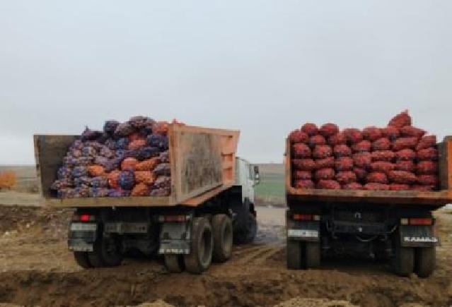 Belarusdan gətirilən 40 ton kartofun satışına qadağa qoyuldu